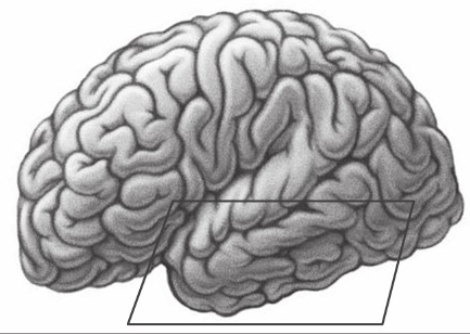 Bagian Otak pembentuk Korteks Serebri  Belajar_Otak